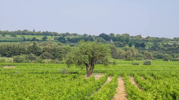 Unterwegs Zwischen Gidondas Und Beaume Venise Frankreich — Stockfoto