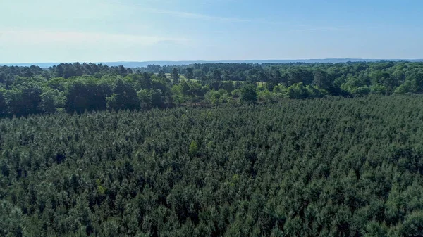 Kara Perigord Fransa 'da Le Buisson-de-Cadouin yakınlarındaki köknar ağaçları.