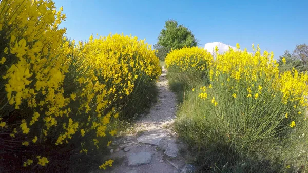 Fransa 'daki Luberon doğal parkının göbeğinde yürü.