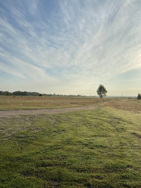 Yazın yeşil çim tarlası. Ukrayna