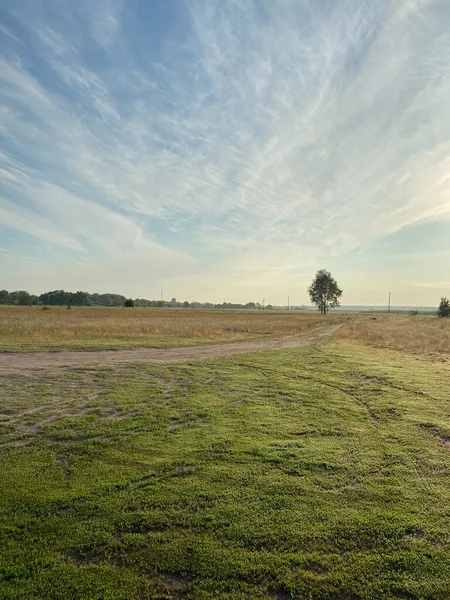 Yazın yeşil çim tarlası. Ukrayna