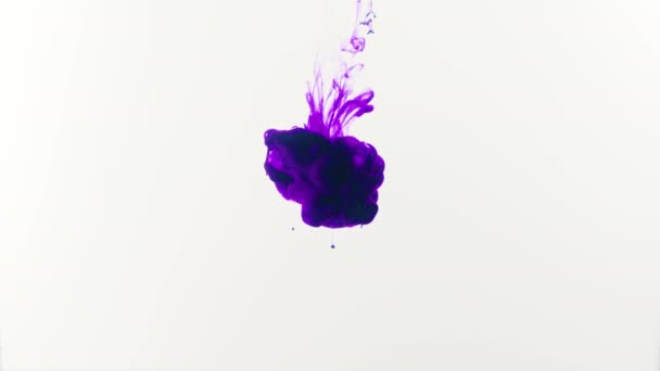 Purple Drop Ink Water Single Purple Drop Ink Falls Open — Stock Video