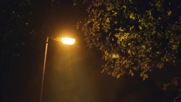 Őszi Levelek Falling Street Light Egy Utcai Fény Ragyog Egy — Stock videók