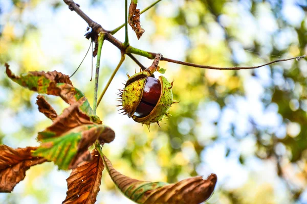 Açık kestane ağacı büyüyen