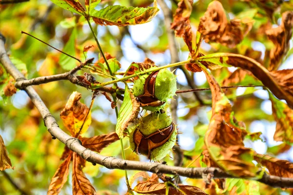 Açık kestane ağacı büyüyen