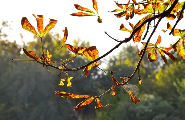 kestane ağacının dalını
