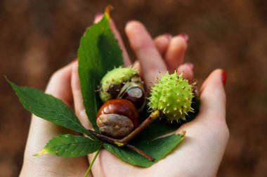 Kızın ellerinde sonbahar