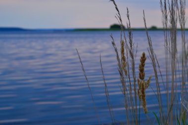 Reed önünde mavi nehir
