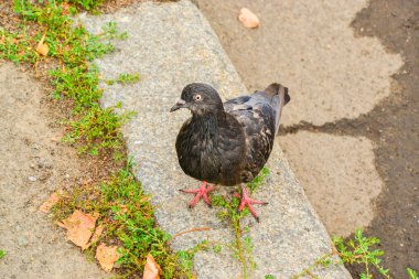 Bir şeyler bekliyor zavallı güvercin görünüyor