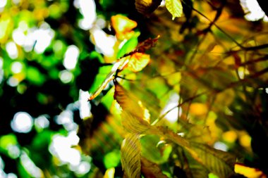 Sarı ve yeşil kestane yaprakları üzerinde ağaç büyüyen