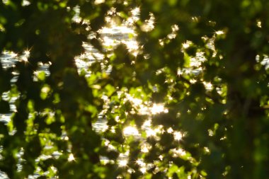 Sarı çim ve yeşil ağaçlar arka plan