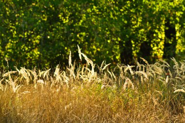Sarı çim ve yeşil ağaçlar arka plan
