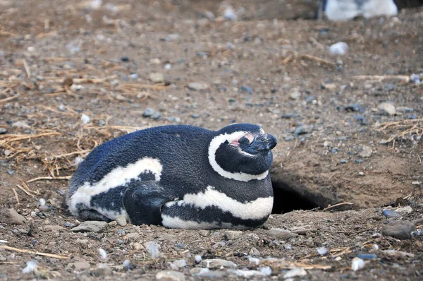 Magellanic penguin on the shores of the Magdalena Island, during a sunny day. — Stock Photo, Image