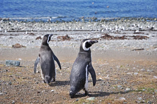 マグダレナ島の海岸にあるマゼランペンギンは、晴れた日に. — ストック写真