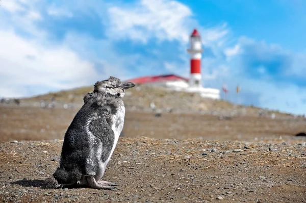 Magellanic penguins on the shores of the Magdalena Island, near Punta Arenas, in front of a red lighthouse, during a sunny day with a blue sky.