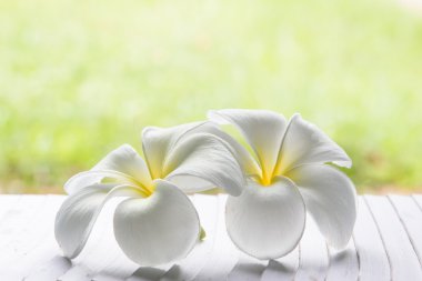 Beyaz frangipani tropikal çiçek, tr üzerinde çiçek açan plumeria çiçek