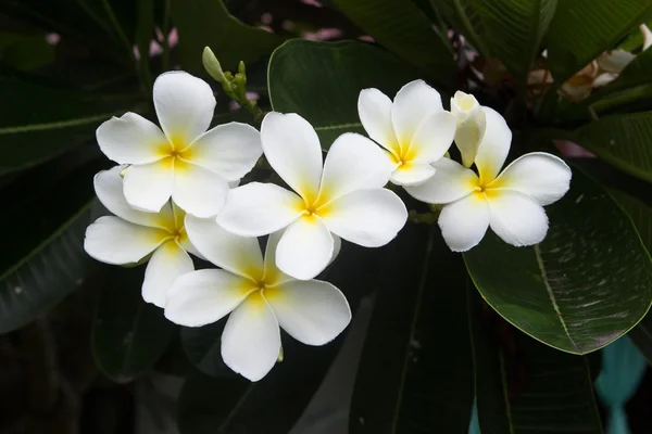 Vit frangipani tropisk blomma, plumeria blomma blommar på tr — Stockfoto