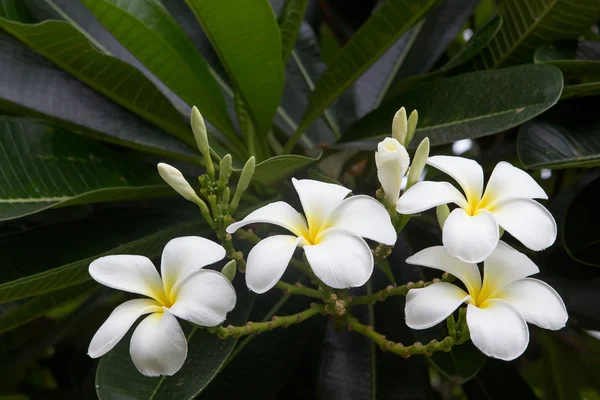 Tropikalny kwiat biały frangipani, plumeria kwiat kwitnący na tr — Zdjęcie stockowe