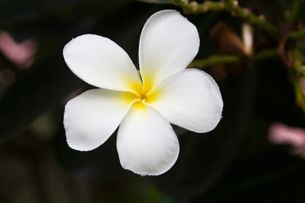 Vit frangipani tropisk blomma, plumeria blomma blommar på tr — Stockfoto