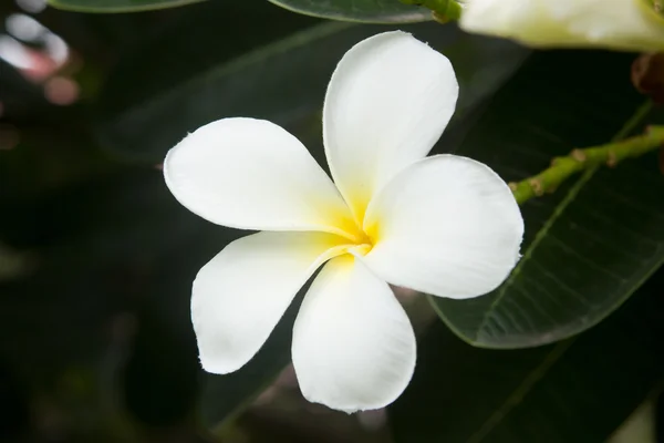 Vit frangipani tropisk blomma, plumeria blomma blommar på tr — Stockfoto