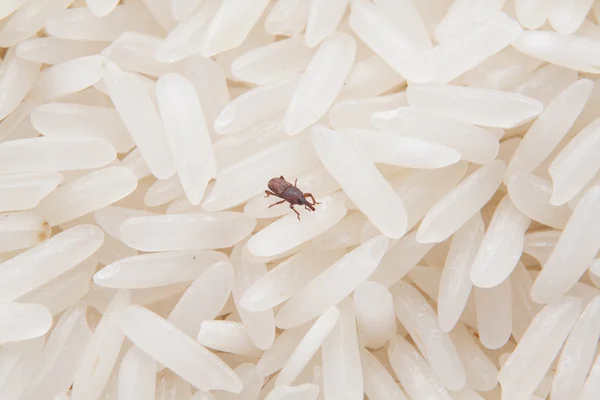 Menutup dari weevil menghancurkan beras . — Stok Foto