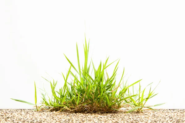 Clump Grass Floor Isolated White Background — Stock Photo, Image