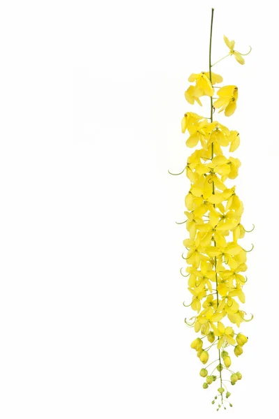 노란 황금 샤워, 계수나무 누 꽃 흰색 bac에 격리 — 스톡 사진