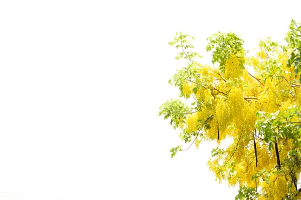 Pioggia dorata gialla, Cassia fistola isolato fiore su bac bianco — Foto Stock