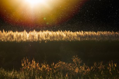 Gün batımında vahşi bitkiler ile orman çayır. 
