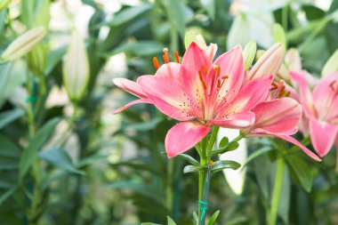 Granit arkaplan dokusu. Granit desenli arka plan.