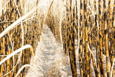 Şeker kamışı ateş alan arka plan.