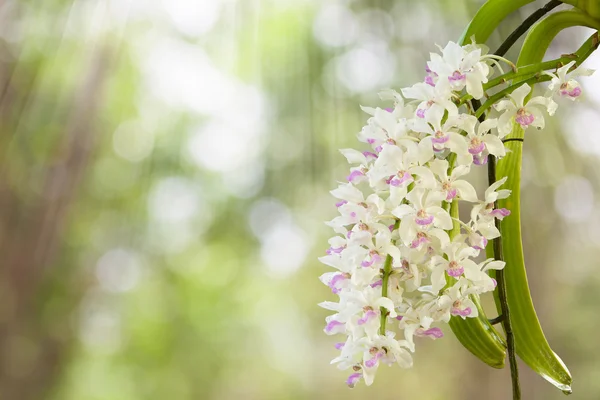 Spring time with orchid. — Stock Photo, Image