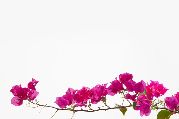 Bougainvilliers isolés sur fond blanc . — Photo