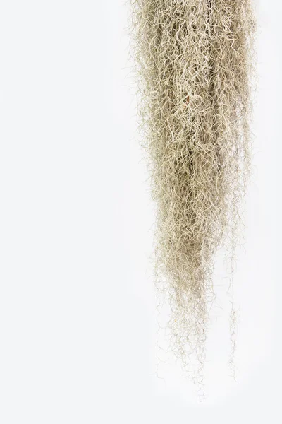 Spanish moss isolate on white background. — Stock Photo, Image