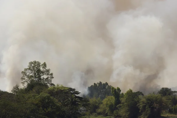 Fogo florestal na natureza . — Fotografia de Stock