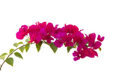Bougainvilleas beyaz arka planda izole edildi. Kırpma yolu ile kaydet.