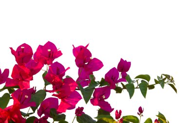 Bougainvilleas beyaz arka planda izole edildi. Kırpma yolu ile kaydet.