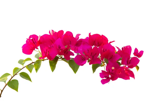 Bougainvilleas beyaz arka planda izole edildi. Kırpma yolu ile kaydet.