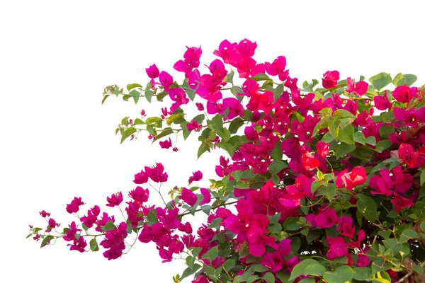 Bougainvilleas Απομονώνονται Λευκό Φόντο Αποθήκευση Αποκοπή Διαδρομής Εικόνα Αρχείου