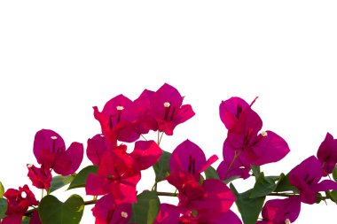 Bougainvilleas beyaz arka planda izole edildi. Kırpma yolu ile kaydet.
