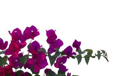 Bougainvilleas beyaz arka planda izole edildi. Kırpma yolu ile kaydet.