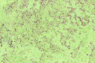 Moss doku, arka plan