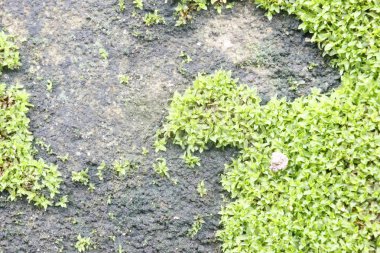 Moss doku, arka plan