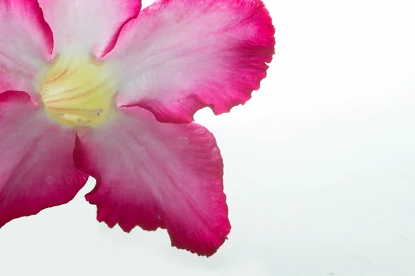 흰색 배경에 고립 핑크 bignonia — 스톡 사진