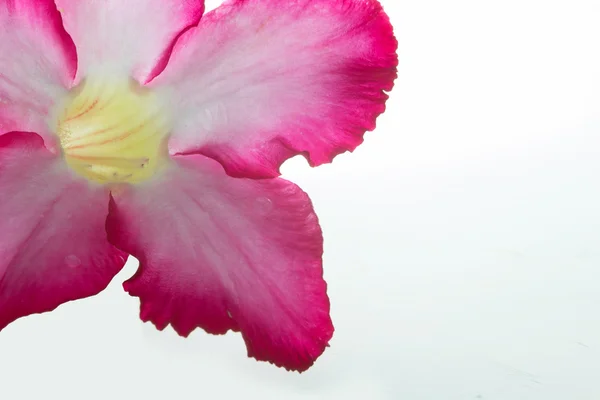 Rosa Bignonie isoliert auf weißem Hintergrund — Stockfoto