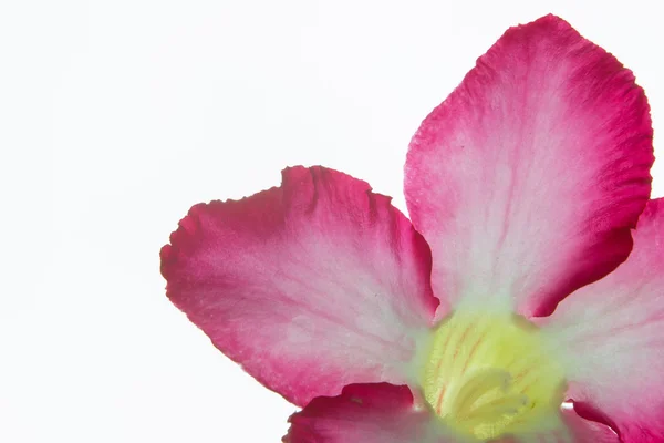 Rosa Bignonie isoliert auf weißem Hintergrund — Stockfoto