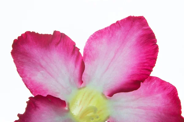Desert rose — Stock Photo, Image