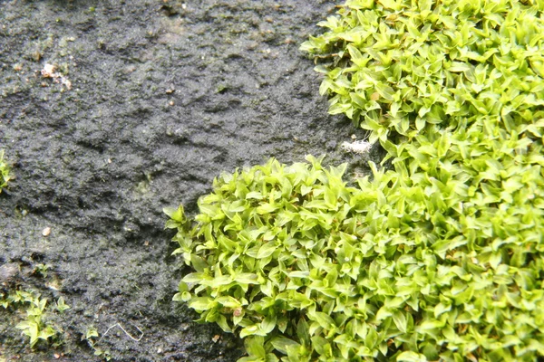 Moss texture, background — Stock Photo, Image