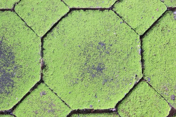Moss doku, arka plan