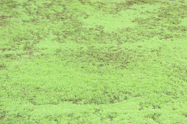 苔藓纹理背景 — 图库照片